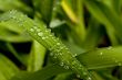 Green Leaf