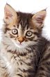 portrait of small cat