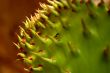 Macro Photography