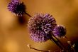 Macro Photography
