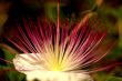 Macro Photography