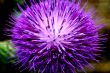 Macro Photography