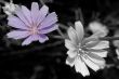 Macro Photography