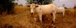 Cow in Israel
