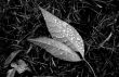 Morning Dew