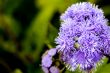 Macro Photography