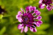 Macro Photography