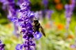 Macro Photography
