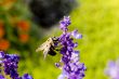 Macro Photography