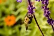 Macro Photography