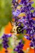 Macro Photography