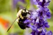 Macro Photography