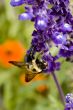 Macro Photography
Macro Photography
Macro Photography