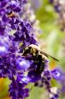 Macro Photography