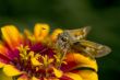 Macro Photography