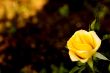 Macro Photography