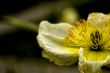 Macro Photography
