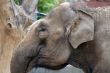 Close-up of elefant