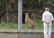 Cheetah and man