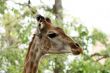 Close-up of giraffe