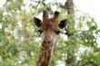 Close-up of giraffe