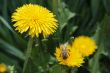 Bee on the dandelion