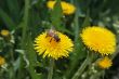 Bee on the dandelion