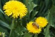 Bee on the dandelion