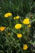 The dandelions