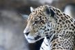 Close-up of leopard