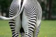 Close-up of zebra`s croup