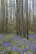 Bluebell  woods