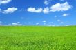 green summer field
