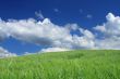 summer wild field