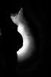Artistical view of a pregnant woman