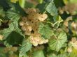 White currant