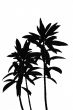 black white plant