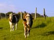 calves