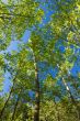 Tall trees on Mount Tayagetos