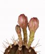 flowers of cactus