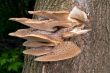 Tree Fungus
