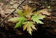 Spring leaves of maple