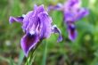 iris, spring flower.