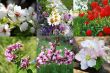 field and garden flowers