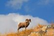 Big Horn Sheep