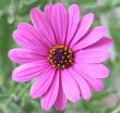 Purple Daisy