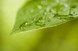 Green Leaf