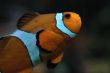 Clown Fish