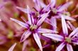 Macro Photography