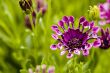 Macro Photography